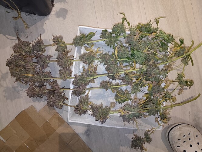 Growreport Bild 6