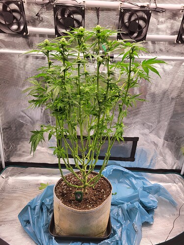 Growreport Bild 4