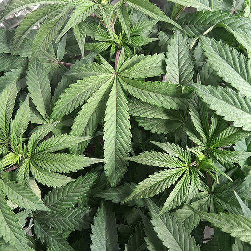 Afghani #1  03