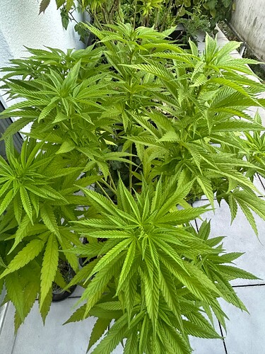 Growreport Bild 22