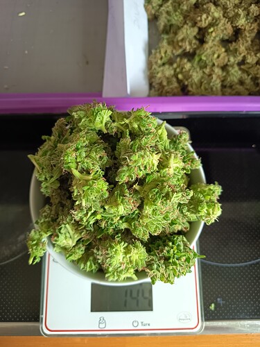 Growreport Bild 6