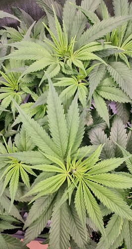 Growreport Bild 20