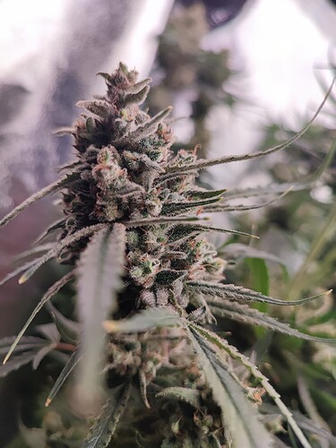 Growreport Bild 5
