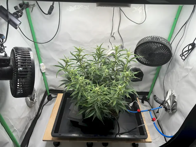 Growreport Bild 1