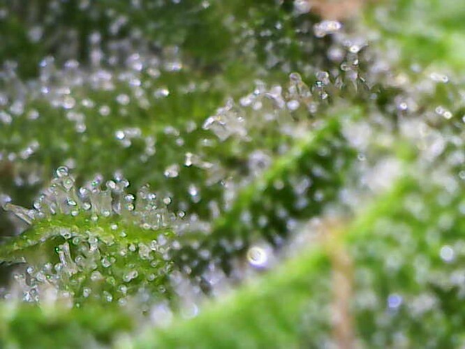 Growreport Bild 25