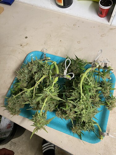 Growreport Bild 57