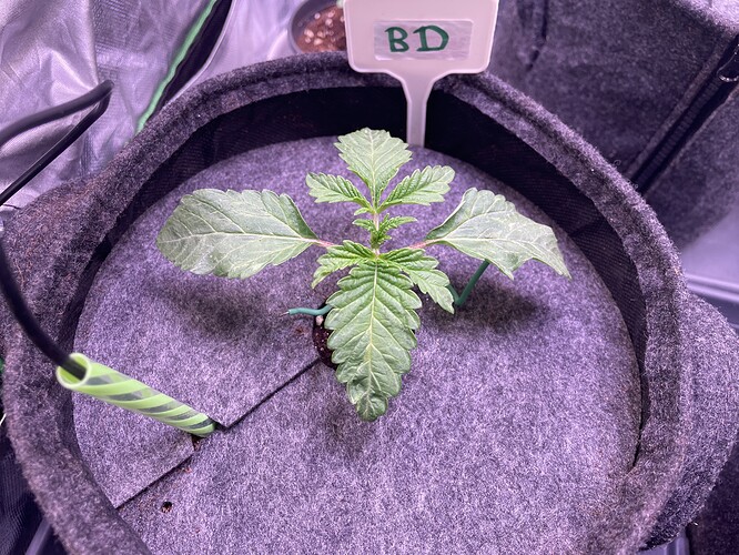 Growreport Bild 3