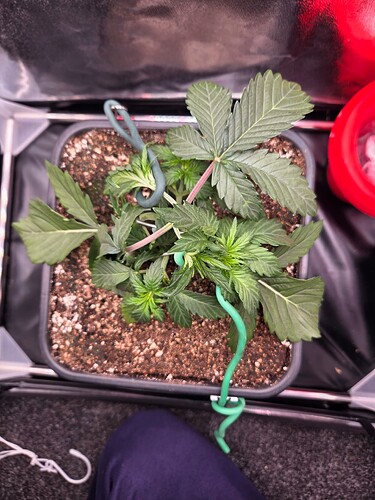 Growreport Bild 8