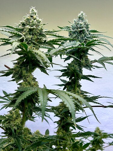 Growreport Bild 12