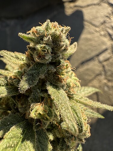 Growreport Bild 37