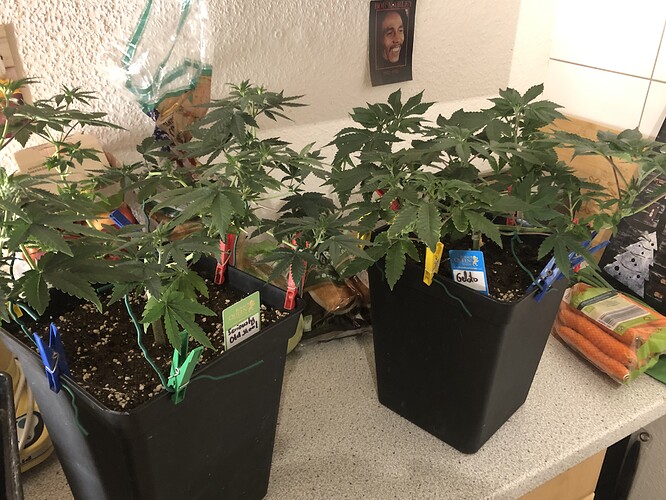 Growreport Bild 5
