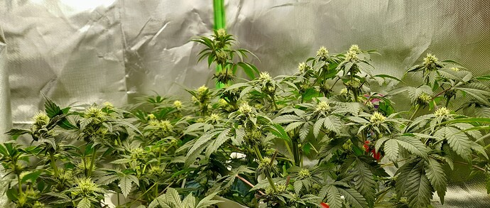 Growreport Bild 3