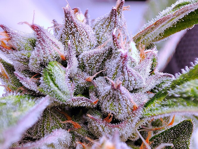Growreport Bild 29