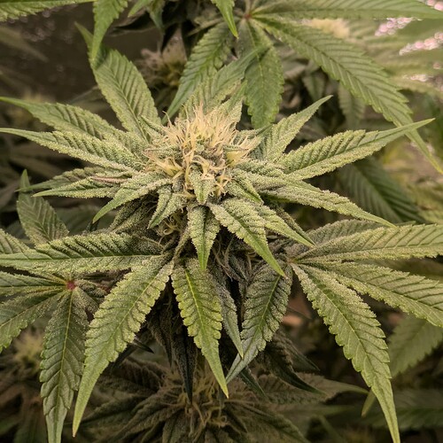 Growreport Bild 7