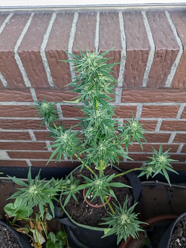 PXL_20240720_070156893