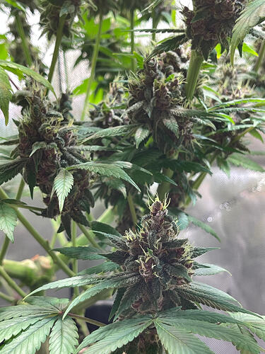 Growreport Bild 7