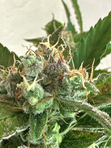 Growreport Bild 38