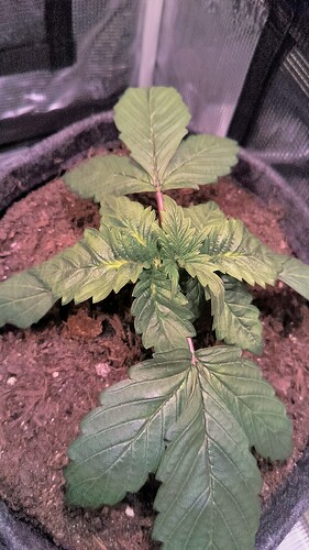 Growreport Bild 4