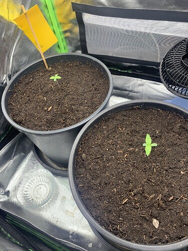 Growreport Bild 6