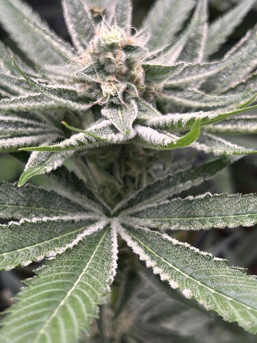Growreport Bild 16