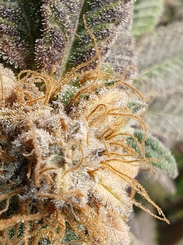Growreport Bild 10