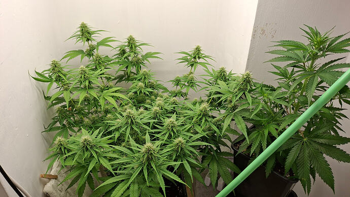 Growreport Bild 270