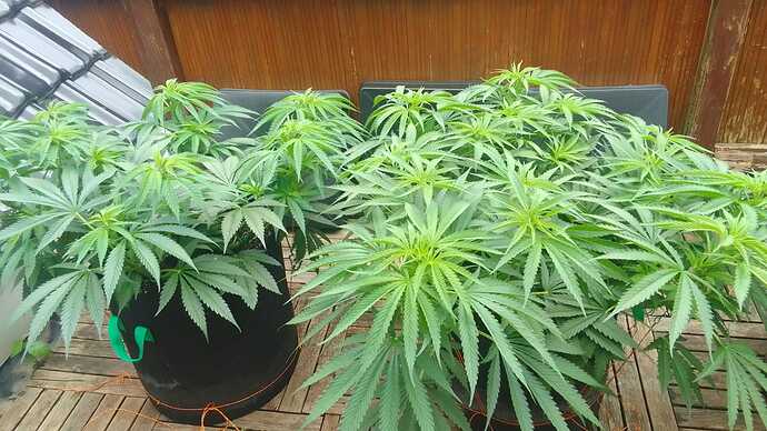 Growreport Bild 2