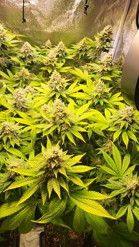 Nahaufnahme einer Cannabis-Pflanzengruppe in der Blütephase unter einer Grow-Lampe.
