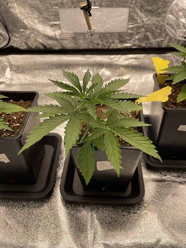 Growreport Bild 5