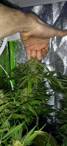 Growreport Bild 2