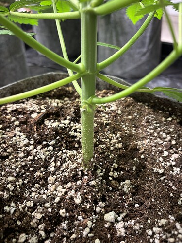 Growreport Bild 7