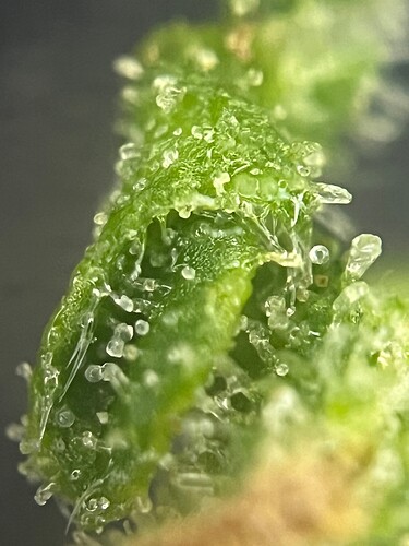 Growreport Bild 15