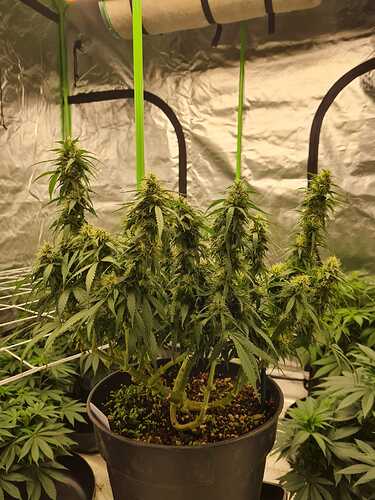 Growreport Bild 7