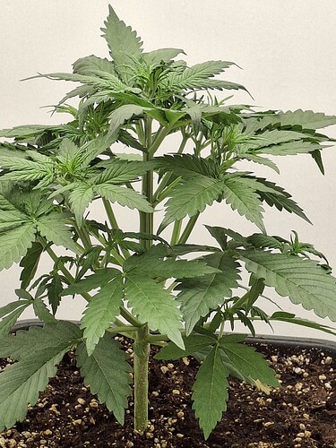 Growreport Bild 49