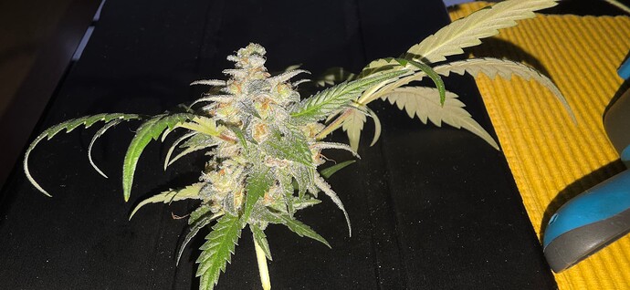 Growreport Bild 12