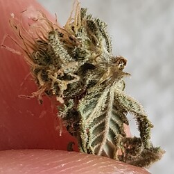 Growreport Bild 1