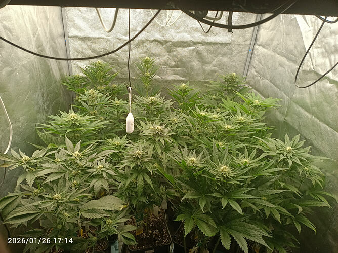 Growreport Bild 1