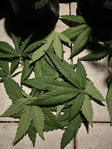 Growreport Bild 28