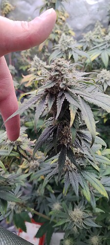 Growreport Bild 9