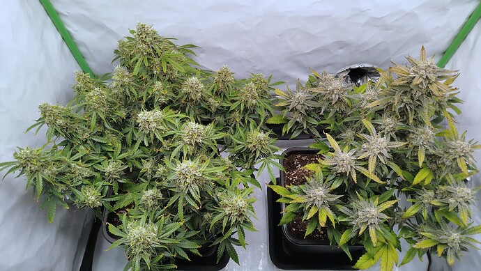 Zwei Cannabis-Pflanzen in einem Growzelt, links eine grüne Bruce Banner und rechts eine Mandarine XL mit herbstlicher Verfärbung.