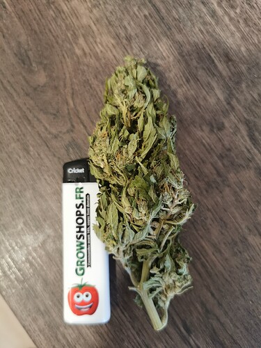 Growreport Bild 3