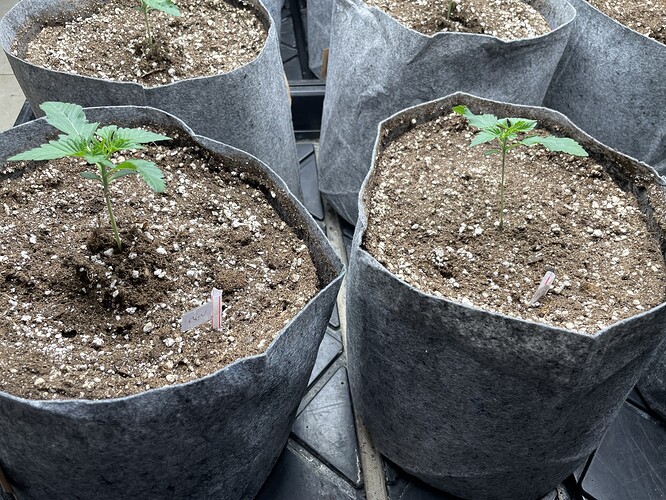 Growreport Bild 5