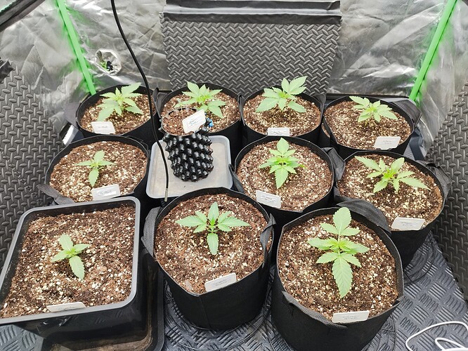 Mehrere junge Cannabispflanzen in Stofftöpfen und einem rechteckigen Topf, die in einem Zelt wachsen.