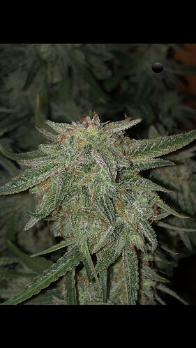 Growreport Bild 15