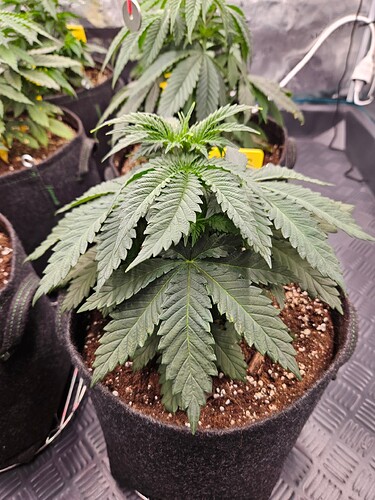Growreport Bild 1