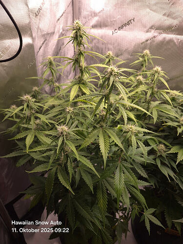 Eine blühende Hawaiian Snow Auto Cannabispflanze in einem Growzelt.