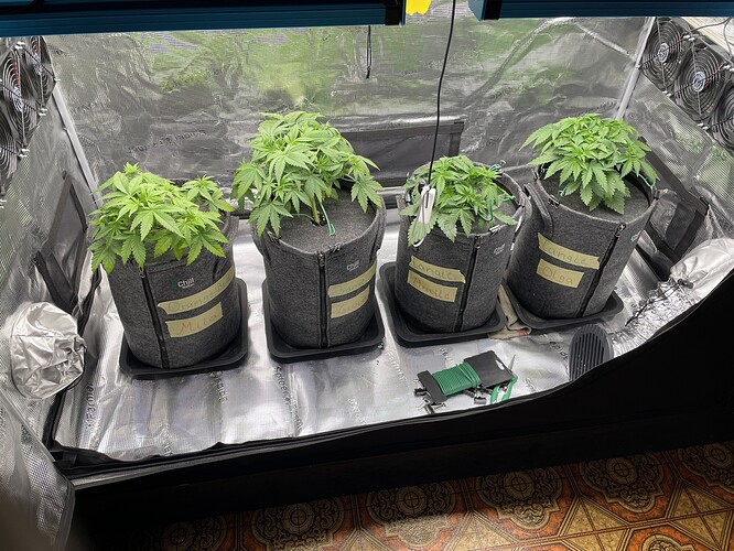 Vier junge Cannabispflanzen in Stofftöpfen unter einer Grow-Lampe in einem Zelt.