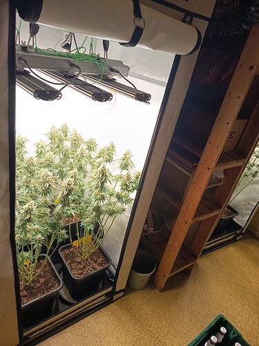 Growreport Bild 41