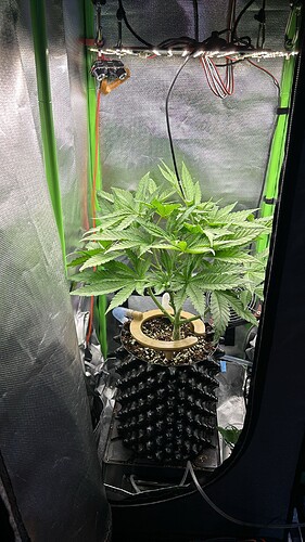 Growreport Bild 1