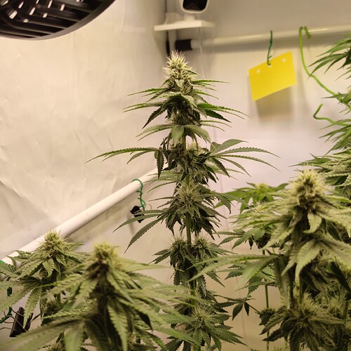 Growreport Bild 5